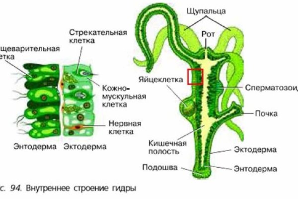 Кракен бошки